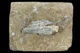 Two Crinoid Fossils - Crawfordsville, Indiana #94507-1